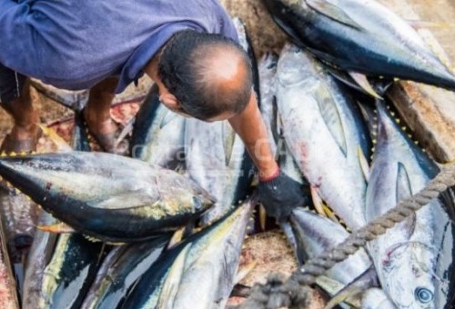 Decomisados 15 atunes rojos pescados ilegalmente en Cádiz